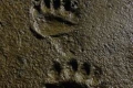Bear-Tracks