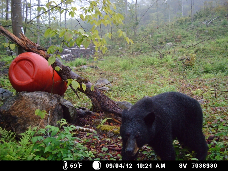 Black Bear Hunting NH Outdoor Learning Center
