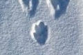 Snowshoe Hare