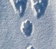 Snowshoe Hare