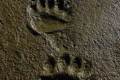 Bear-Tracks