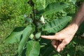 Milkweed