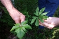 Tall Rattlesnake Root 1