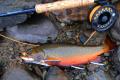 Brook-Trout