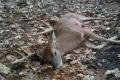 deer1