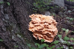 20140731_104931