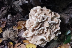 20141005_121433