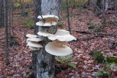 20141024_163815