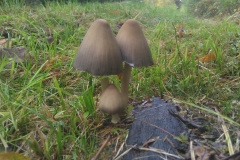 IMAG0734