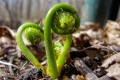 fiddlehead