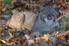 Loudon Bobcat