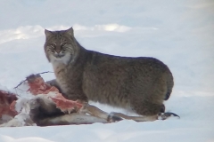 Screenshot_20170108-1245301