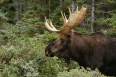 iStock_000005748474Medium