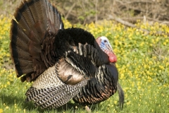 iStock_000009290293Medium