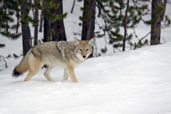 iStock_000011126405Small