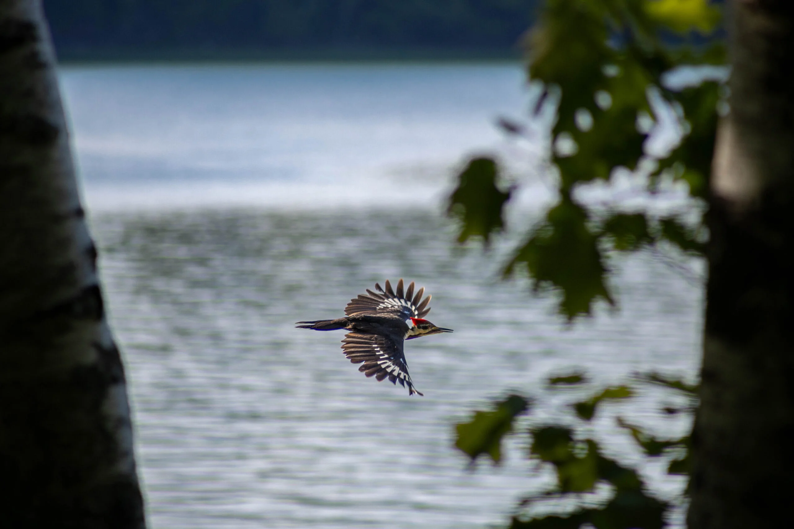 Wildlife Photography - Pileated Woodpecker Flying