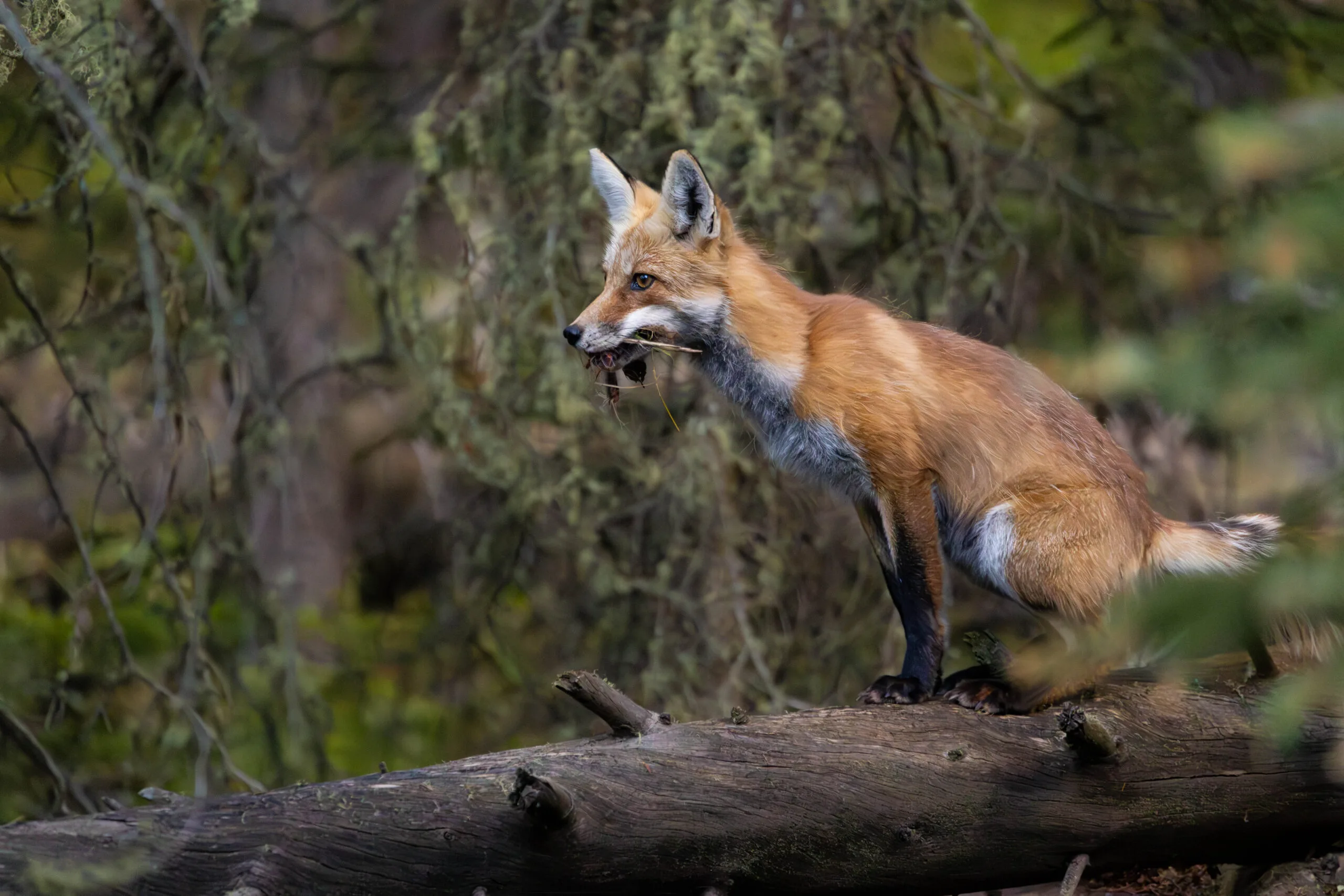 Yellowstone Fox2 - wildlife photography