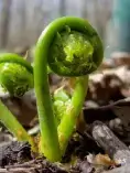 bg-fiddlehead bg-fiddlehead