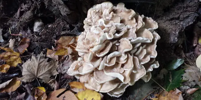 featured-mushrooms-panorama-98a7c3f35129b4d38df00dbe661530e0-sgvlyri26qj5