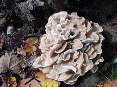 Wild Edible Mushrooms