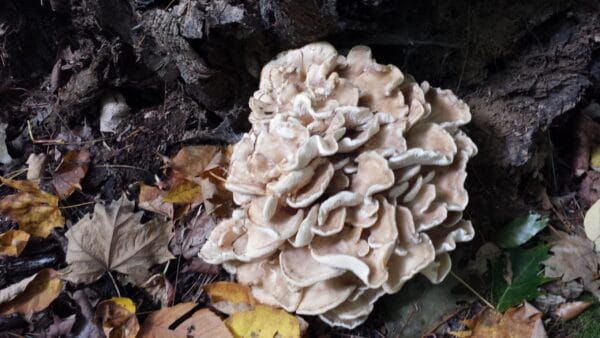 Wild Edible Mushrooms