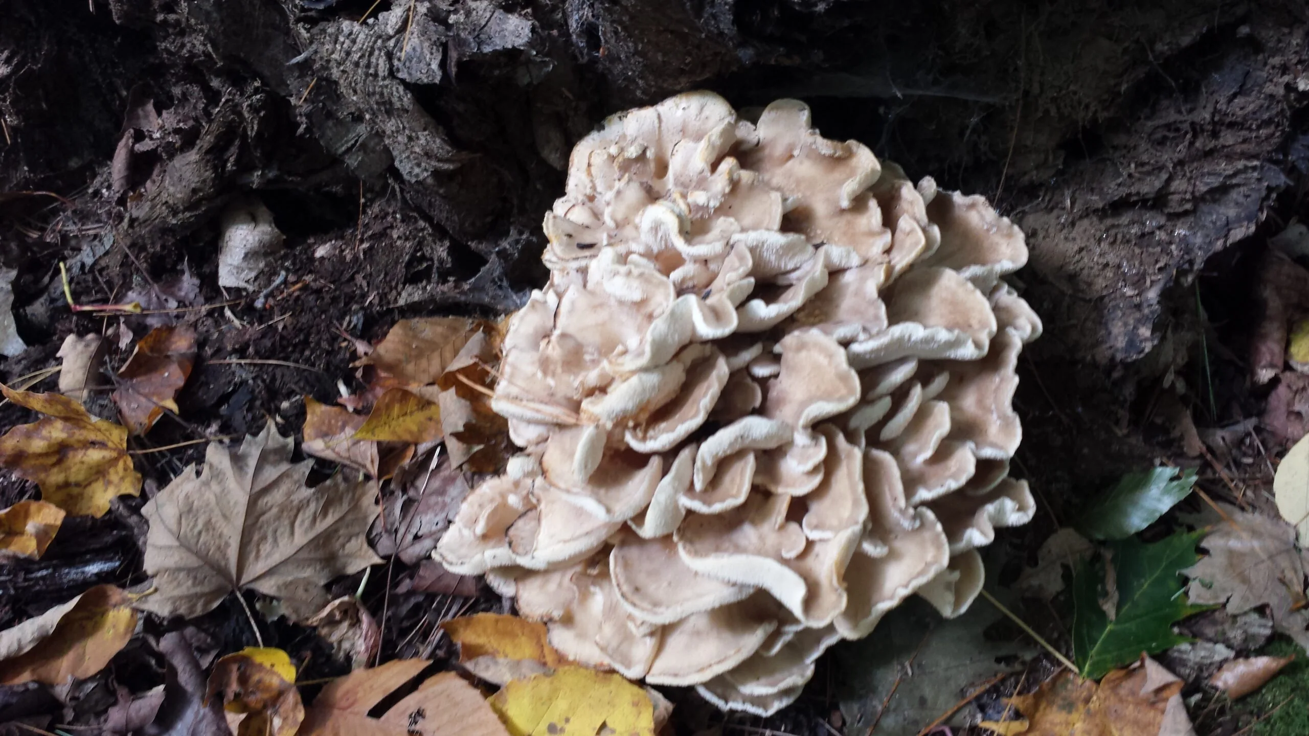 Wild Edible Mushrooms