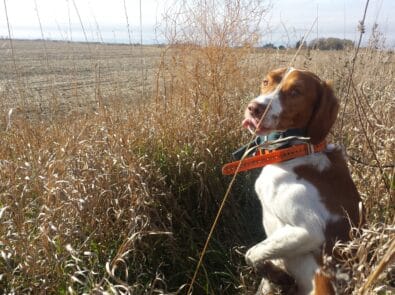 Dog Training (Upland Bird and Waterfowl)