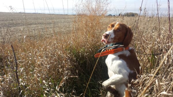 Dog Training (Upland Bird and Waterfowl)