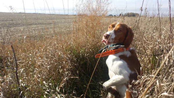 Dog Training (Upland Bird and Waterfowl)