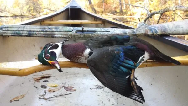 Upland Bird and Waterfowl Hunting
