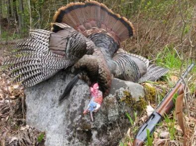 Comprehensive Turkey Hunting