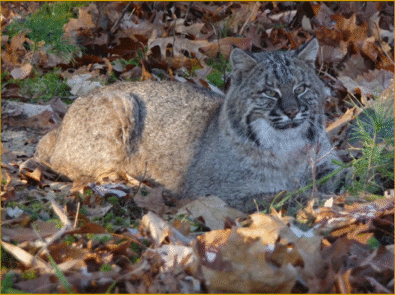 Wildlife Photography