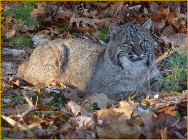Wildlife Photography
