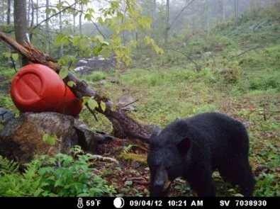 Black Bear Hunting