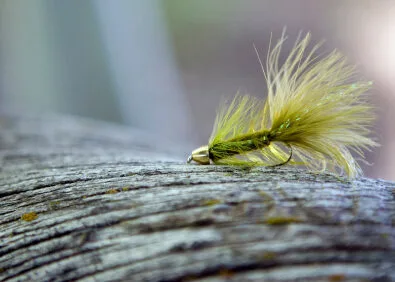 Fly Fishing and Casting School